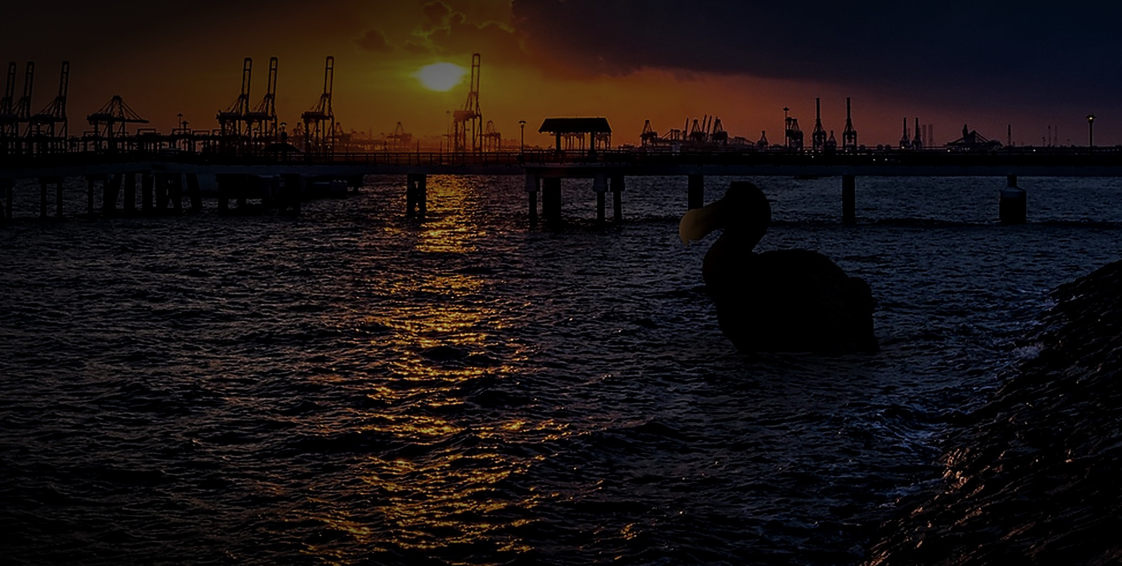 A dodo swimming at dusk off the Tuas port waterfront, cranes and a burning sunset behind it